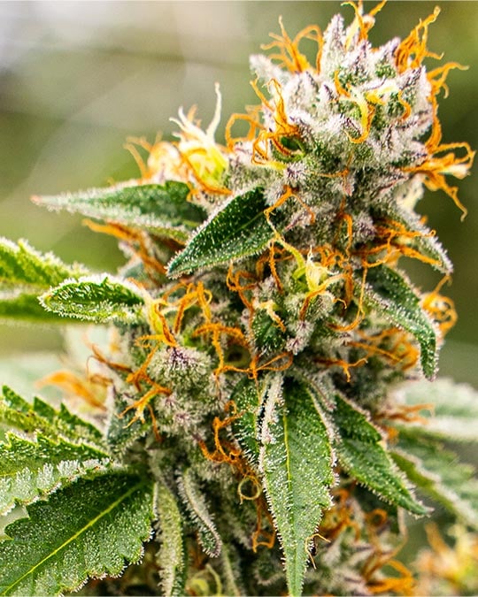 Kandy Kush - Image 4
