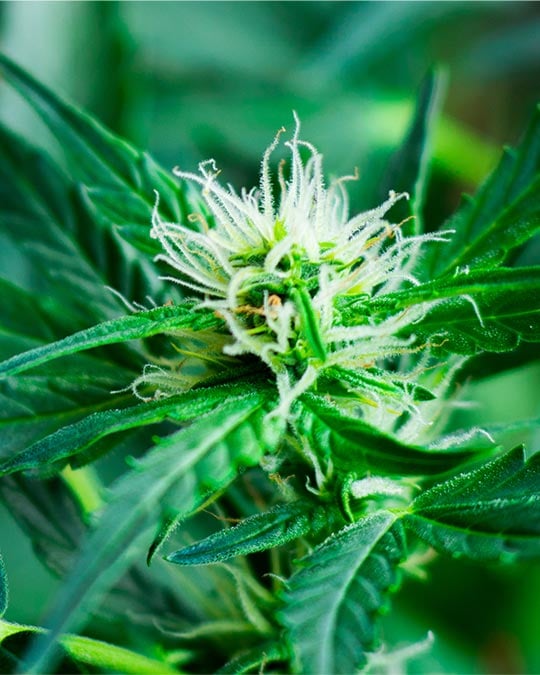 Lilac Diesel - Image 4