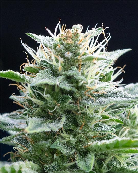 White Buffalo - Image 4