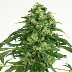 OG Chem Auto
