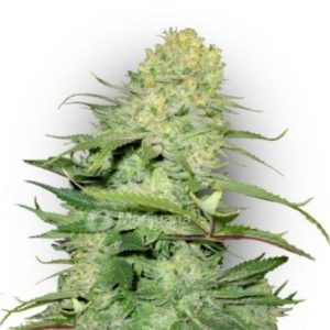 Ice Cream Auto