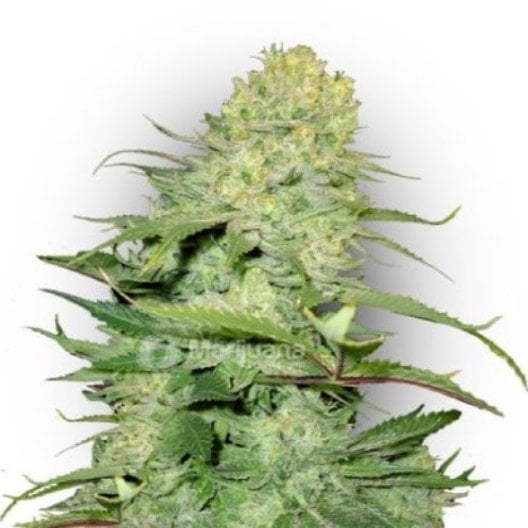Ice Cream Auto