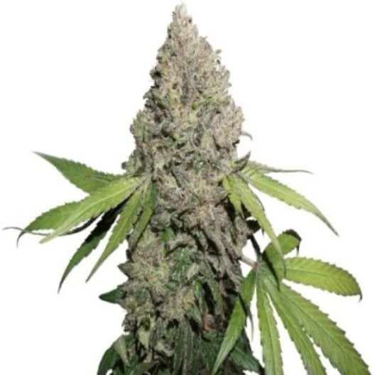 Mickey Kush Seeds