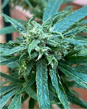 Resin-Rich Snow ball Weed Combo Pack - Image 4