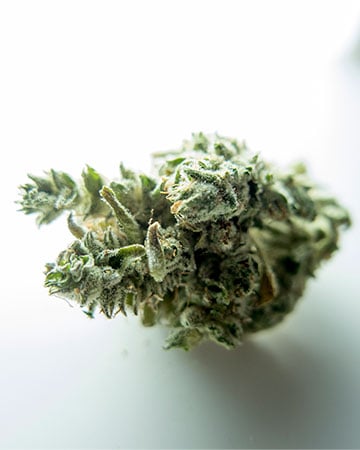 Jack Herer - Image 5