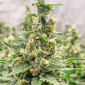 Lemon Thai