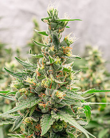 Lemon Thai