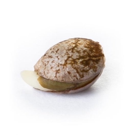 Mickey Kush Seeds - Image 2