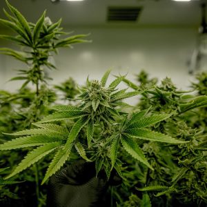 Butterscotch Auto