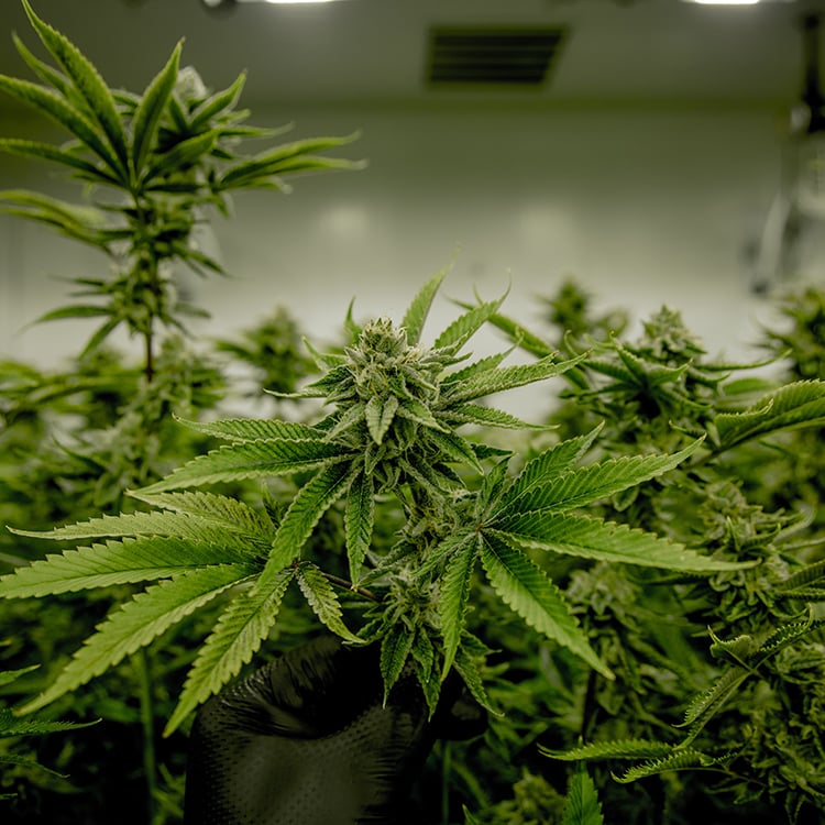 Butterscotch Auto