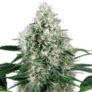 Frosty Auto