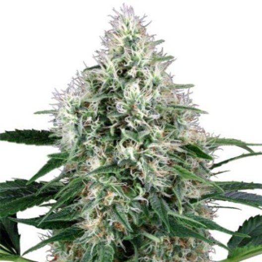 Frosty Auto