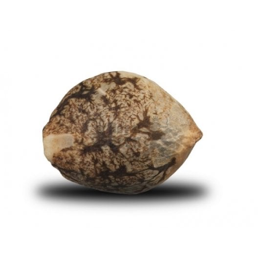 Russian Assassin Seeds - Image 2