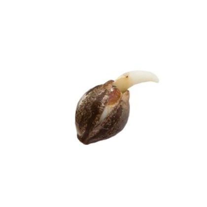 Pine Tar Kush Auto - Image 2