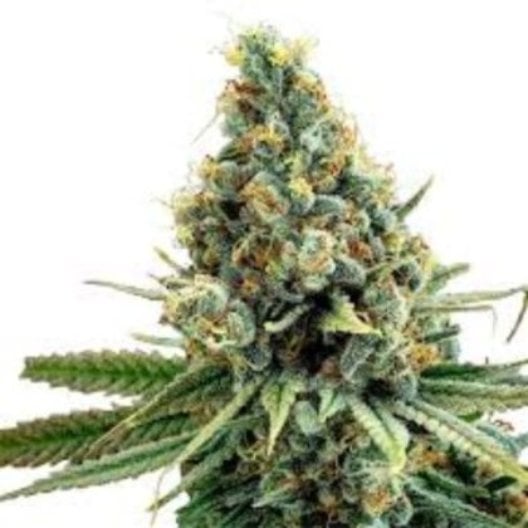Medicine Man Auto