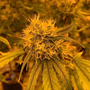 Willy’s Wonder Seeds