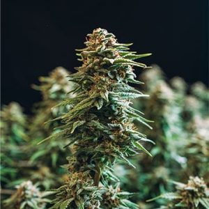 Goji OG