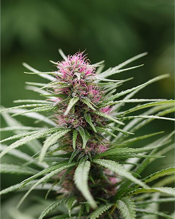 Grape God