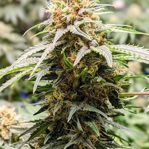 Grape Kush
