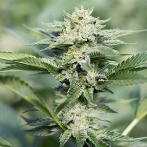 Grape Stomper