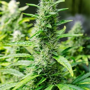 Grapefruit Kush