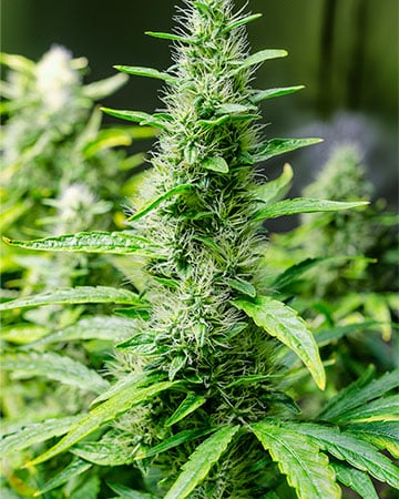 Grapefruit Kush