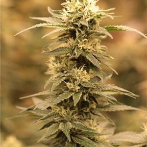 Hawaiian Haze