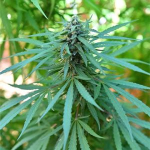Jack Herer