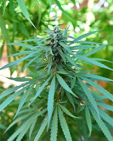 Jack Herer