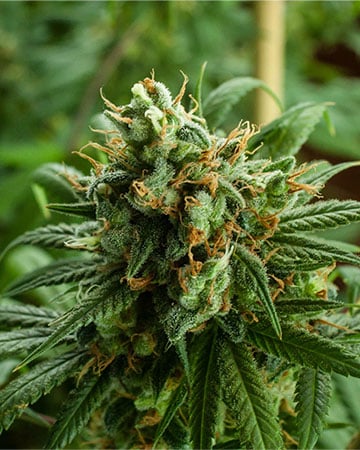 Kush Mints