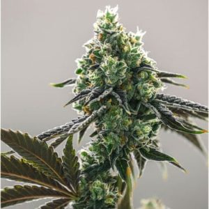 Lemon OG Kush