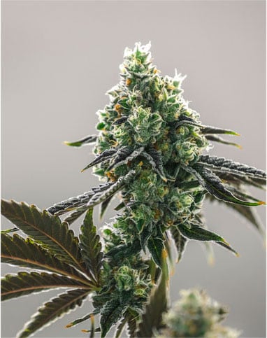 Lemon OG Kush