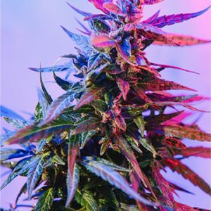 Purple Trainwreck