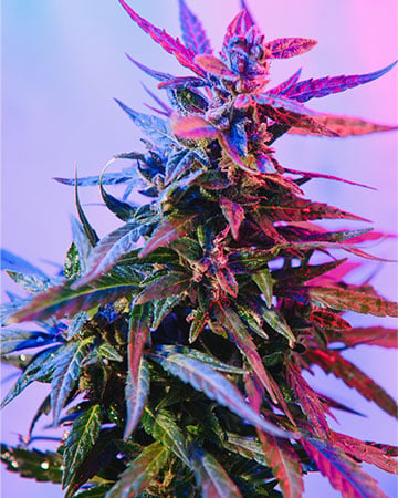Purple Trainwreck