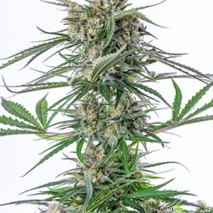 Romulan