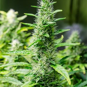 Snoop Dogg OG Seeds