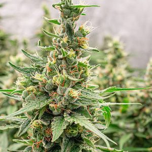 Agent Orange Auto