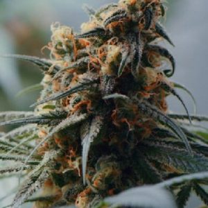 Tora Bora