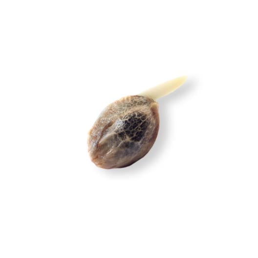 Black Cherry Gelato Seeds - Image 2