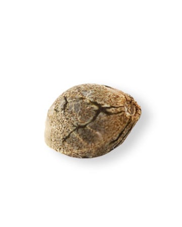 Kush Mints - Image 2