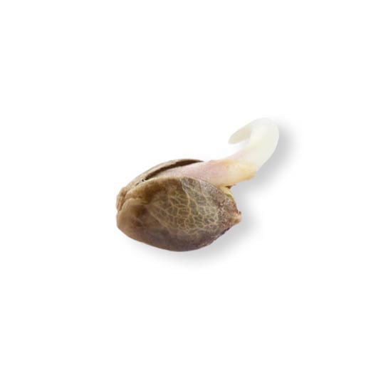 Lemon Cherry Gelato Seeds - Image 2