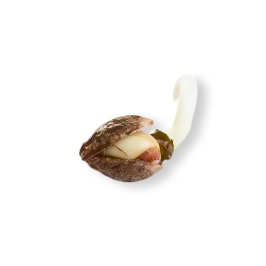Lime Sorbet Seeds - Image 2