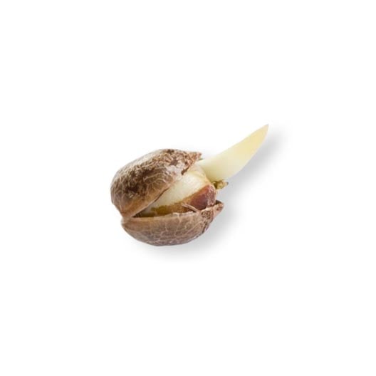 White Durban Seeds - Image 2