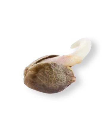 White Truffle - Image 2