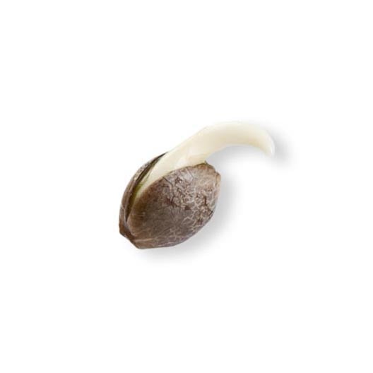 Zushi Seeds - Image 2