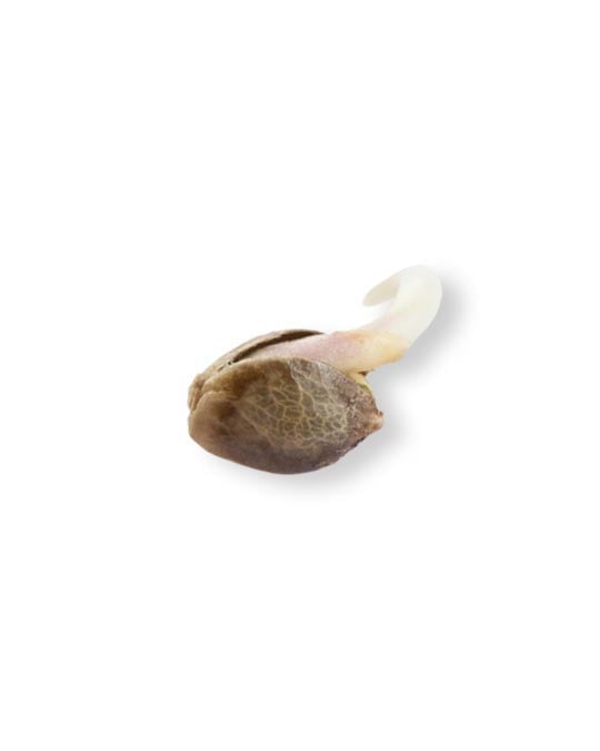 Donutz - Image 2