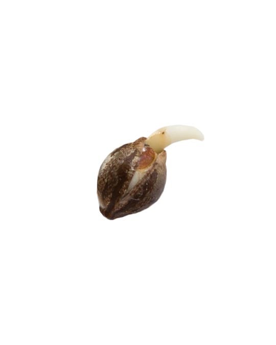 Garlic Butter - Image 2
