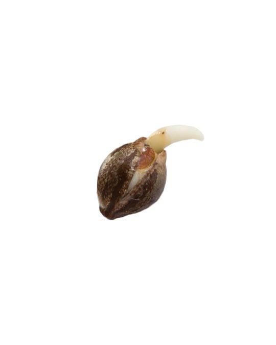 Kandy Kush - Image 2