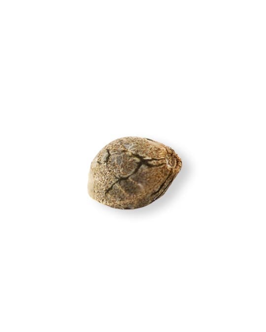 Lilac Diesel - Image 2