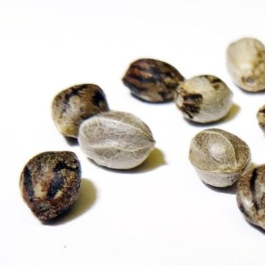Tango Kush Seeds - Image 3